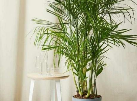 Planta Chamaedorea